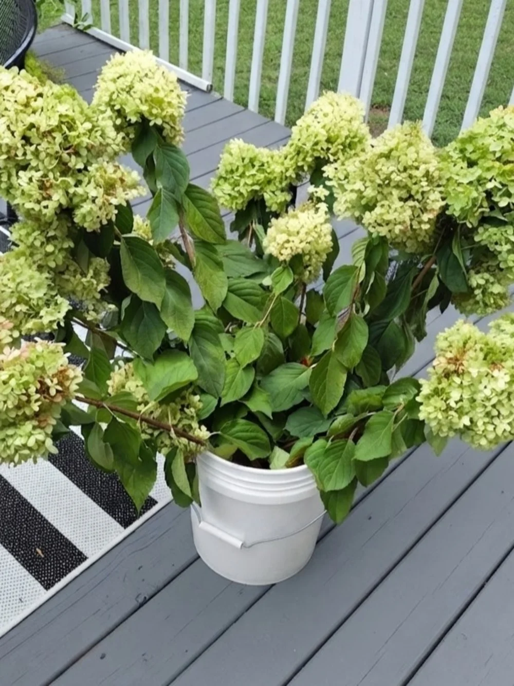 Bulk Set of 6 Natural Dried Limelight Hydrangea Stems | - Decorative Home Accent